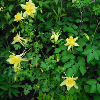 Aquilegia chrysantha 'Yellow Queen' - Aquilegia chrysantha 'Yellow Queen'