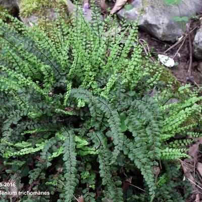 Braunstieliger Streifenfarn - Asplenium trichomanes