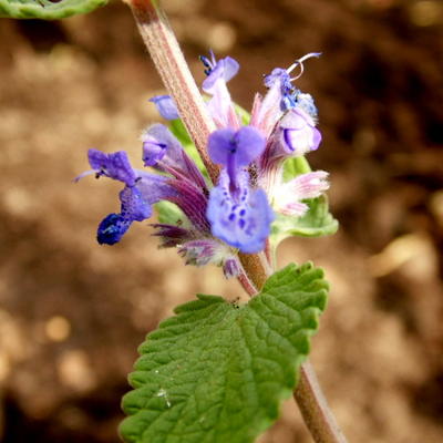 Nepeta racemosa - MENTHE DES CHATS - Nepeta racemosa