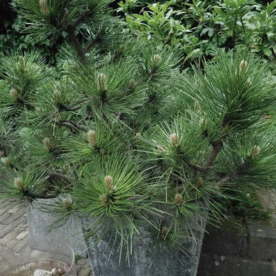 Pinus nigra pygmaea - 