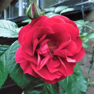 Rosa 'Paul's Scarlet Climber' - 