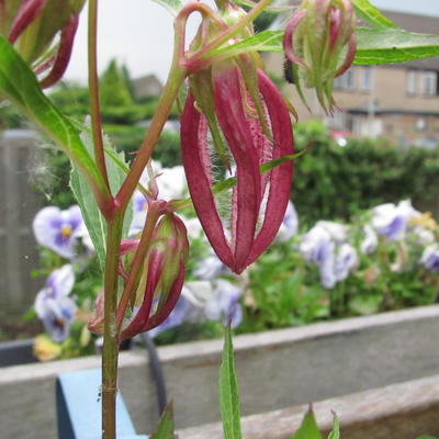 Campanula punctata 'Pink Octopus' - 