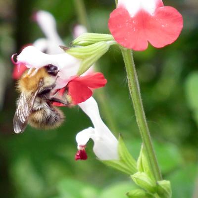 Salvia x jamensis 'Hot Lips' - Salvia x jamensis 'Hot Lips'