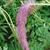 Sanguisorba hakusanensis 'Lilac Squirrel'