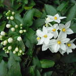 Lycianthes rantonnetii 'White Charles' - Lycianthes rantonnetii 'White Charles' - 