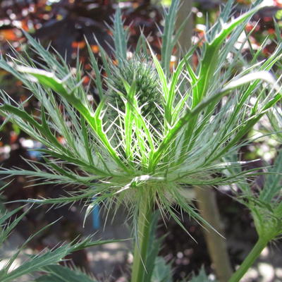 Eryngium alpinum - 