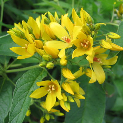 Lysimachia vulgaris