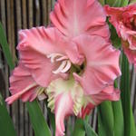 Gladiolus 'Summer Ruffles' - 