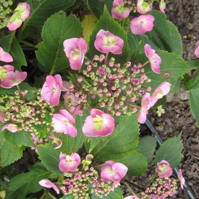 Hydrangea macrophylla FLAIR & FLAVOUR 'Cotton Candy' - 