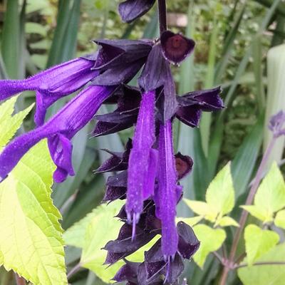 Salvia 'Amistad' - Salvia 'Amistad' - Salvia 'Amistad'