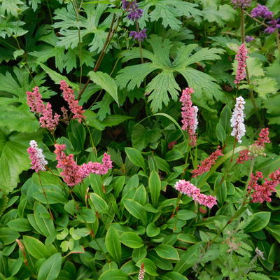 Persicaria affinis 'Darjeeling Red'