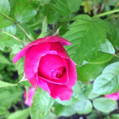 Rosa 'Glamour select' - 