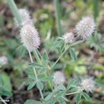 Trifolium arvense - 