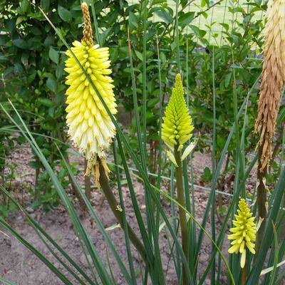 Kniphofia 'Pineapple POPSICLE'