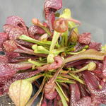 Sarracenia psittacina - Papageien-Schlauchpflanze