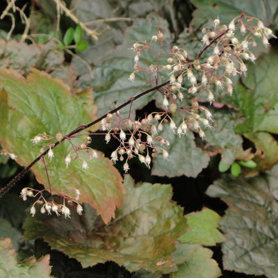 Heuchera micrantha 'Palace Purple' - Heuchera micrantha 'Palace Purple'