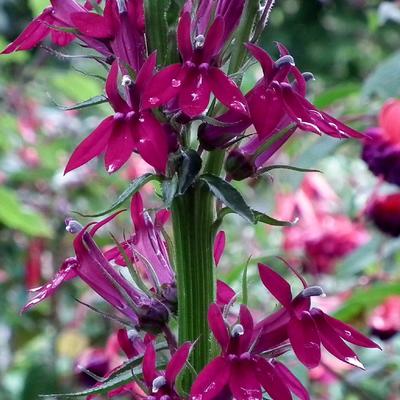 Lobelia x gerardii 'Ruby Slippers' - 