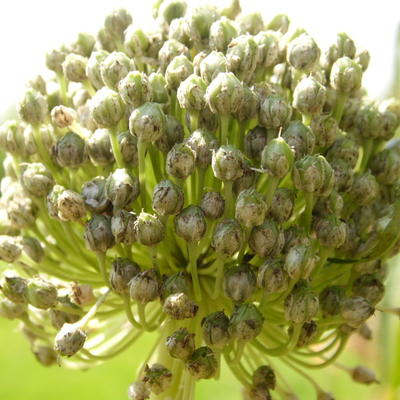 Allium porrum - 