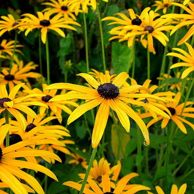 Rudbeckia fulgida var. sullivantii 'Goldsturm' - Rudbeckia fulgida var. sullivantii 'Goldsturm'