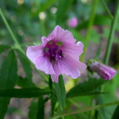 Althaea cannabina - 