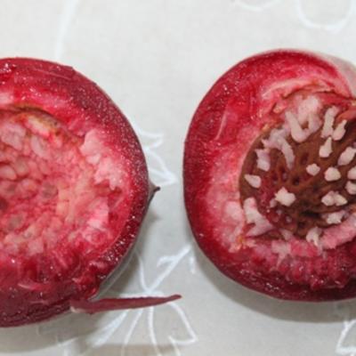 Prunus persica 'Sanguine de Savoie' - 
