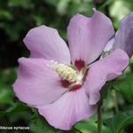 Hibiscus syriacus - 
