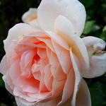 Rosa 'Amaretto' - 