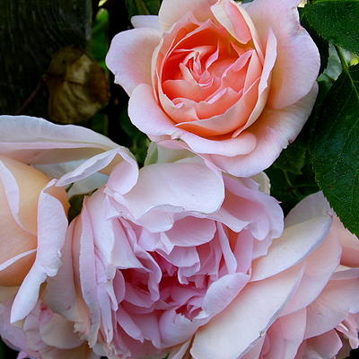 Rosa 'Amaretto' - 