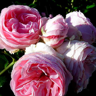 Rosa 'Giardina' - 