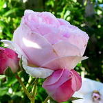 Rosa 'Heritage' - 