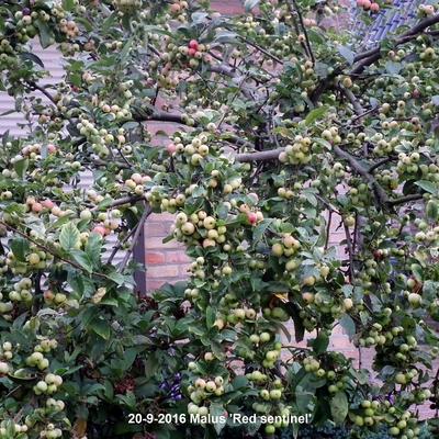 Malus 'Red Sentinel'