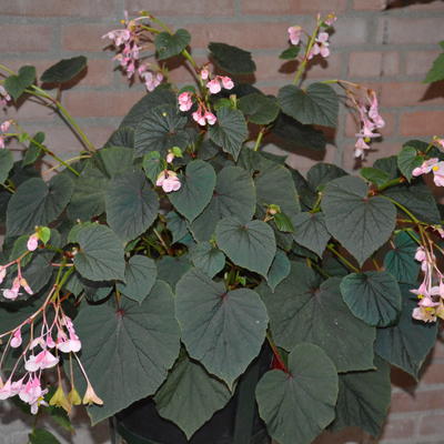 Begonia grandis subsp. evansiana