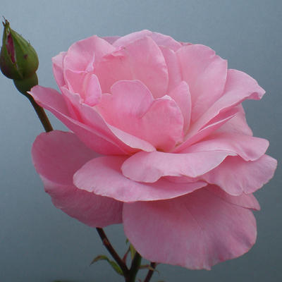 Rosa 'Queen Elizabeth' - 