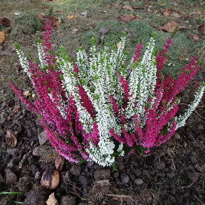 Calluna vulgaris - Besenheide - Calluna vulgaris