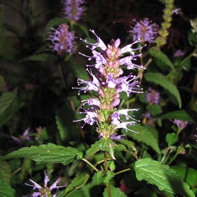 Agastache rugosa 'After Eight' - 