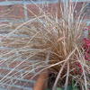 Carex comans 'Bronco'