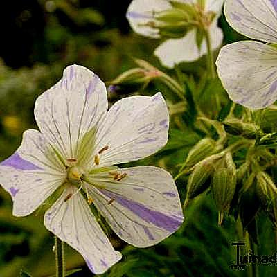 Geranium pratense 'Splish-splash' - 