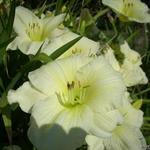 Hemerocallis (witte varieteiten) - Taglilien