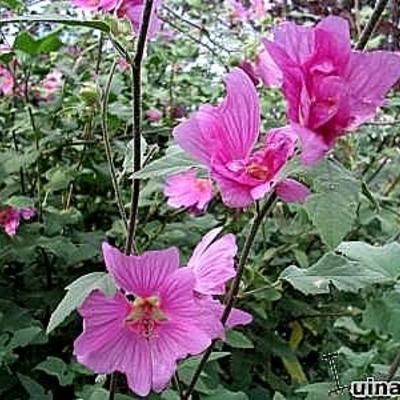 Lavatera x clementii 'Rosea' - Lavatera x clementii 'Rosea'