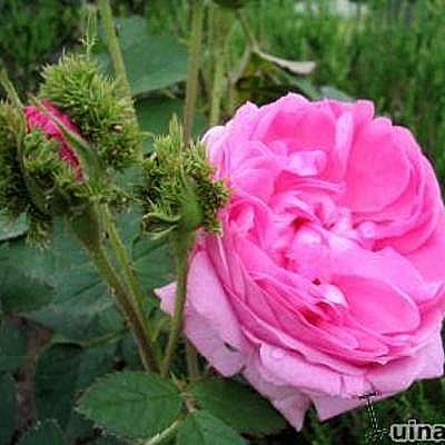 Rosa 'Crested Moss'  - 