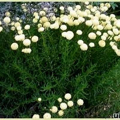 Santolina rosmarinifolia - Grünes Heiligenkraut - Santolina rosmarinifolia