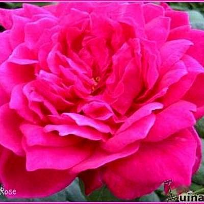Rosa 'Sophy's Rose' - 