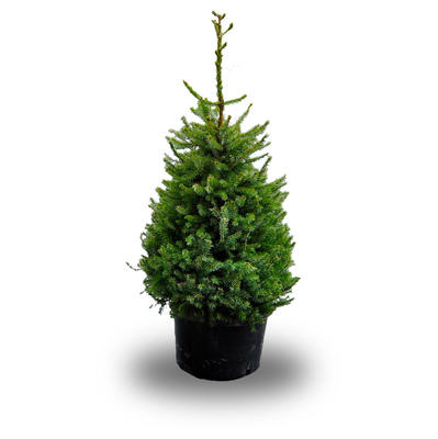 Picea omorika - 