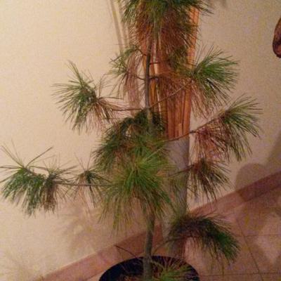 Pinus armandii - 