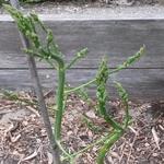 Asparagus officinalis 'Vroege van Argenteuil' - 