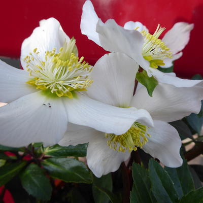 Helleborus x nigercors 'White Beauty' - 