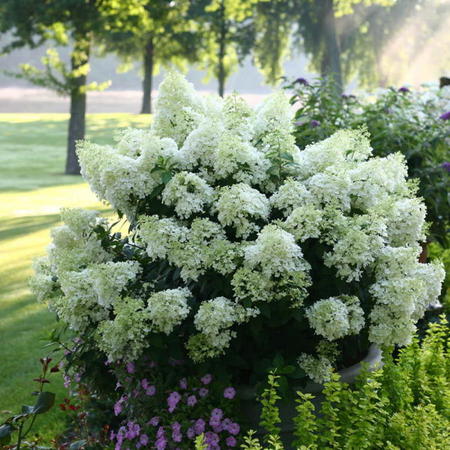 Hydrangea Paniculata Bobo Strauch Pflanzen Kaufen Online