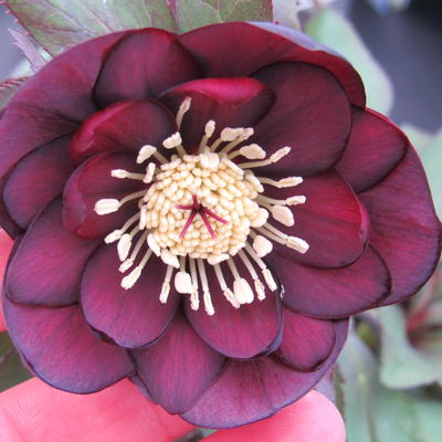 Helleborus orientalis 'Black Petticoat' - 