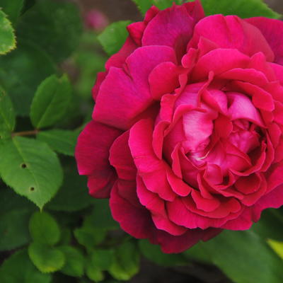 Rosa 'Alfred Colomb' - 