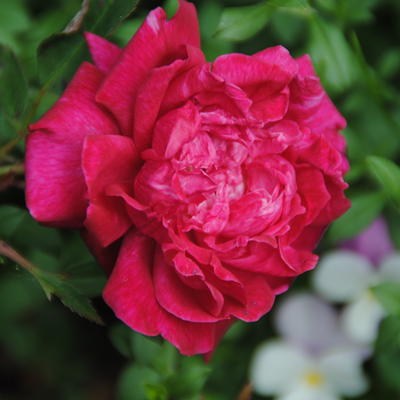 Rosa 'Slater's Crimson China'  - 